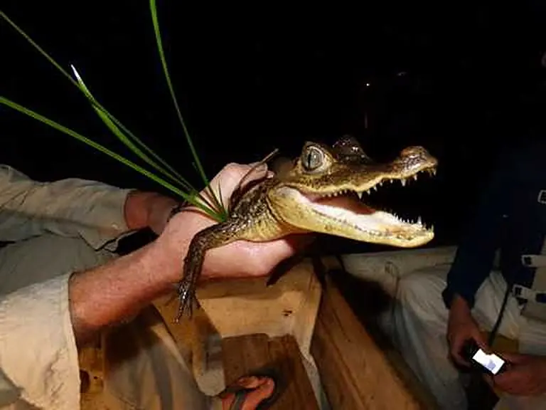 Guide holding a small caiman during the night safari