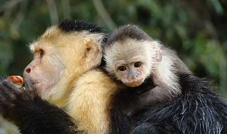 White-faced capuchin monkey with her baby