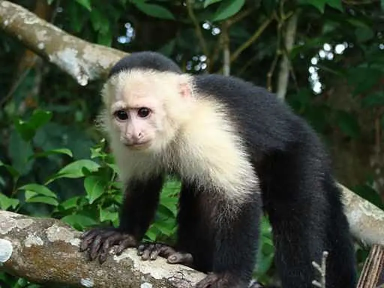 White-faced capuchin monkey on a branch