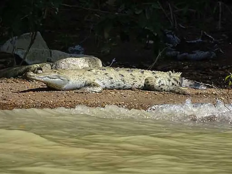 Crocodile resting on the shore