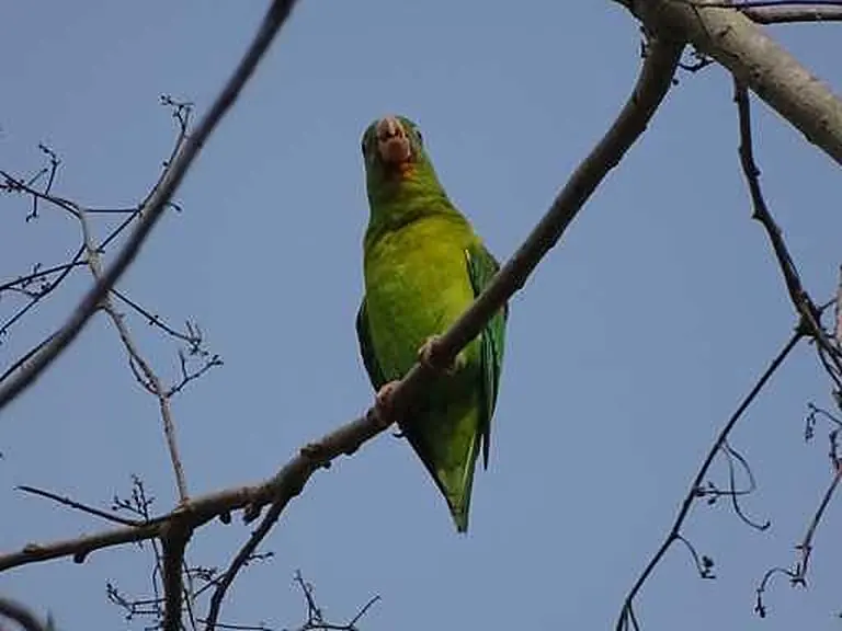 Birds