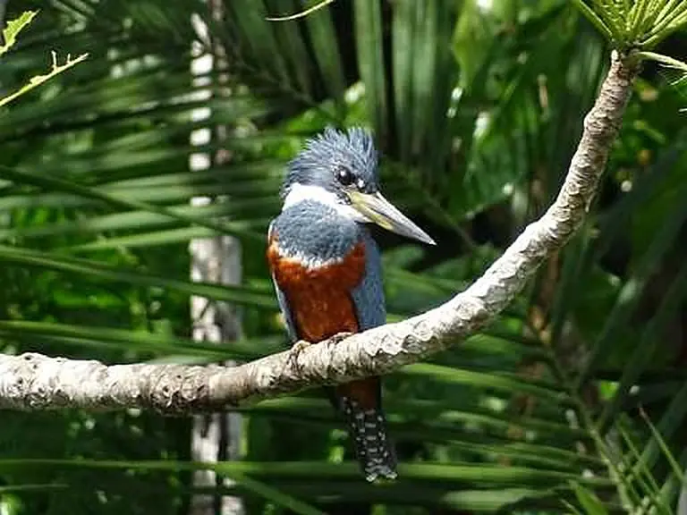 Birds