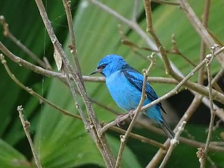 Birds