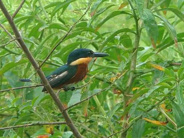 Birds