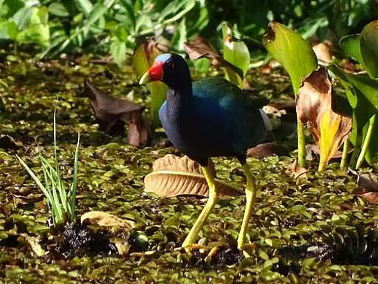 Birds