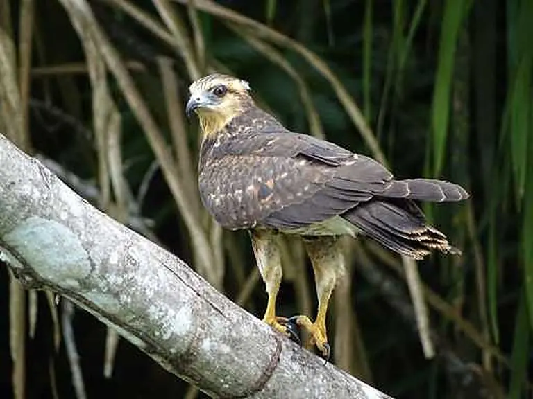 Birds