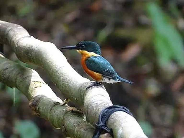 Birds