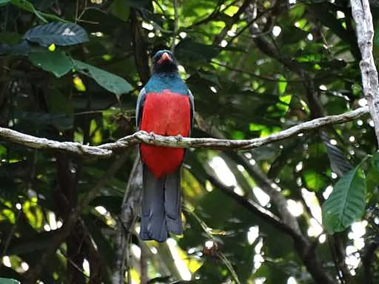 Birds