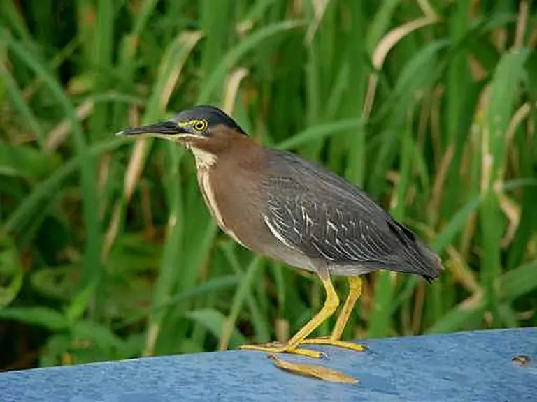 Birds