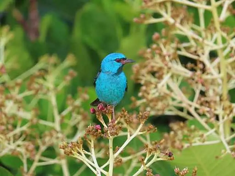 Birds