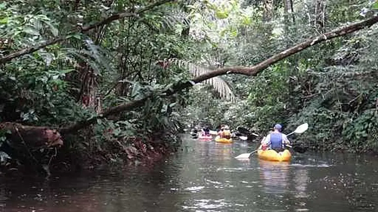 Jungle Canal Expedition