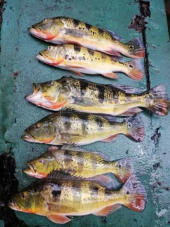 Fishing