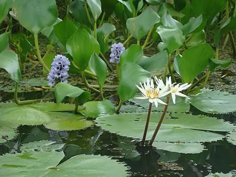 Flowers & butterflies