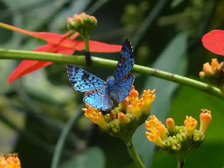 Flowers & butterflies