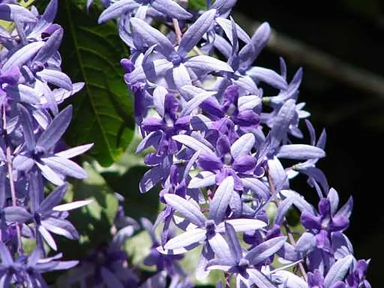 Flowers & butterflies