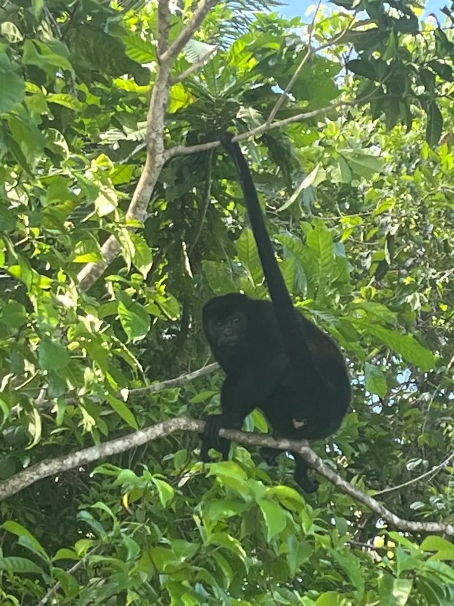 Monkeys