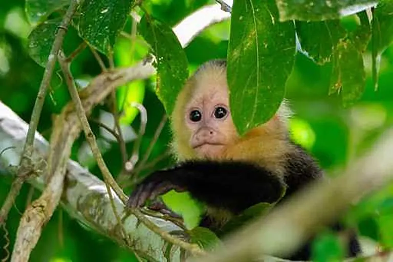 Monkey Island Adventure