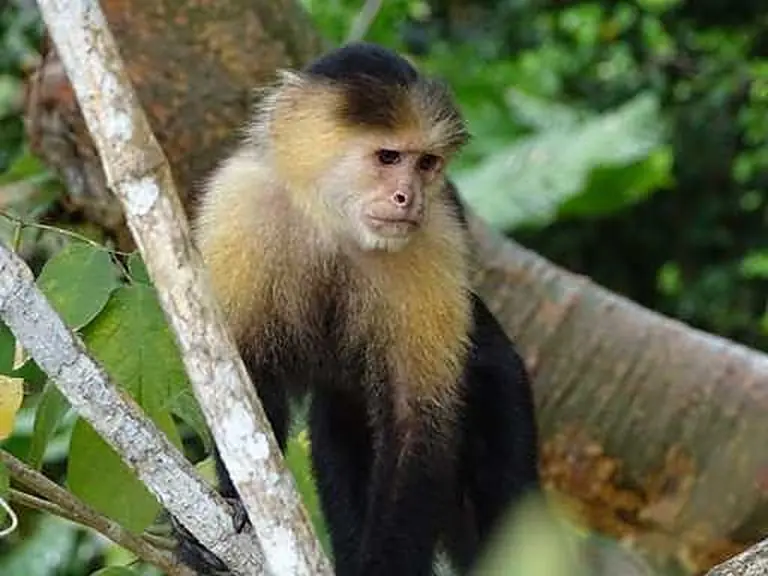 Monkeys
