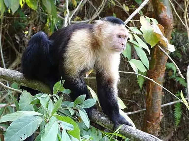 Monkeys