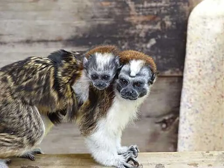 Monkeys