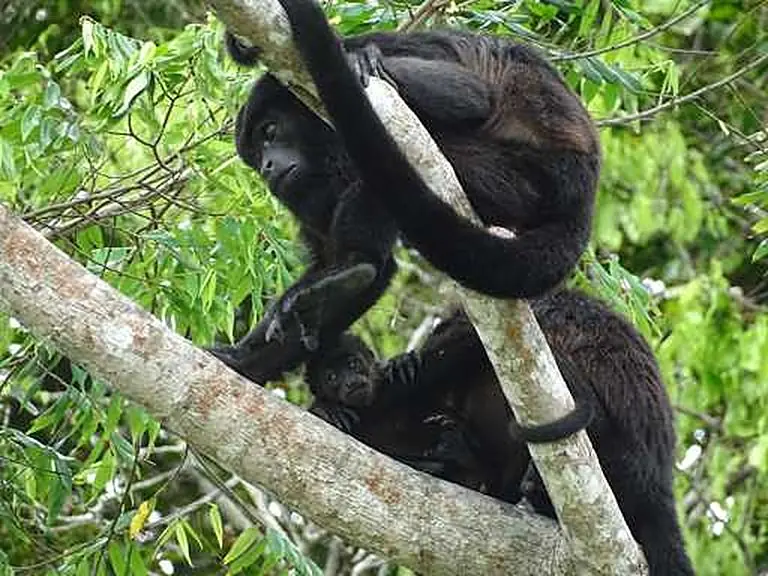 Monkeys