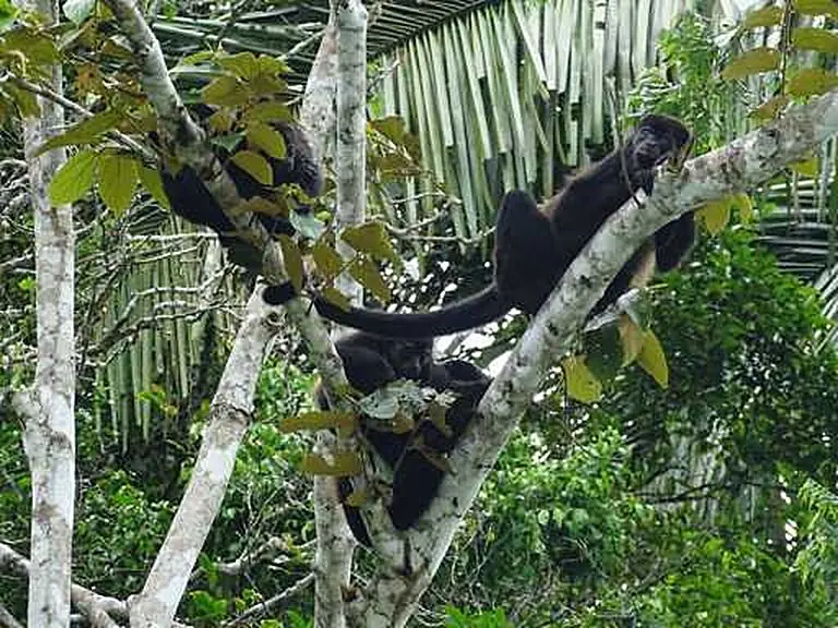 Monkeys