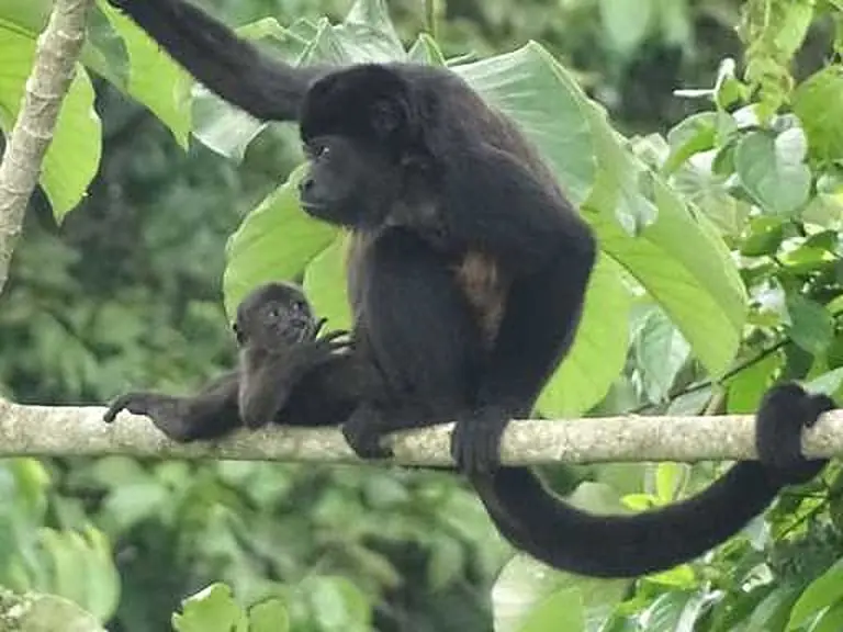 Monkeys