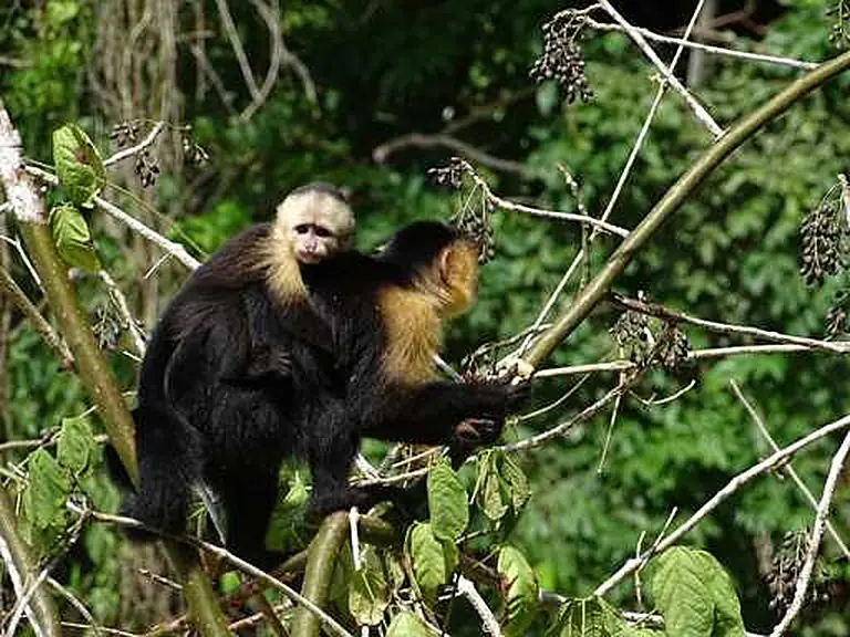 Monkeys
