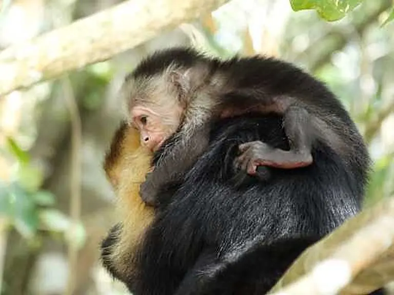 Monkeys