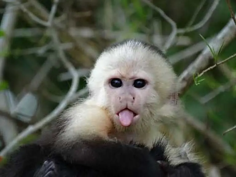 Monkeys