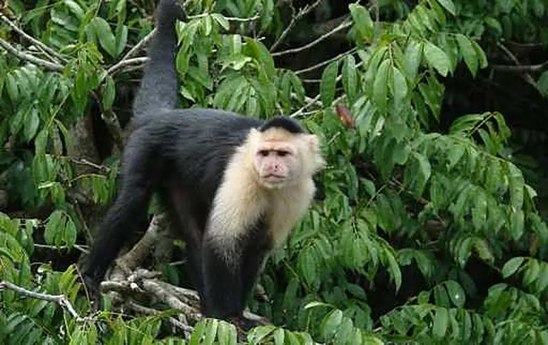 Monkeys