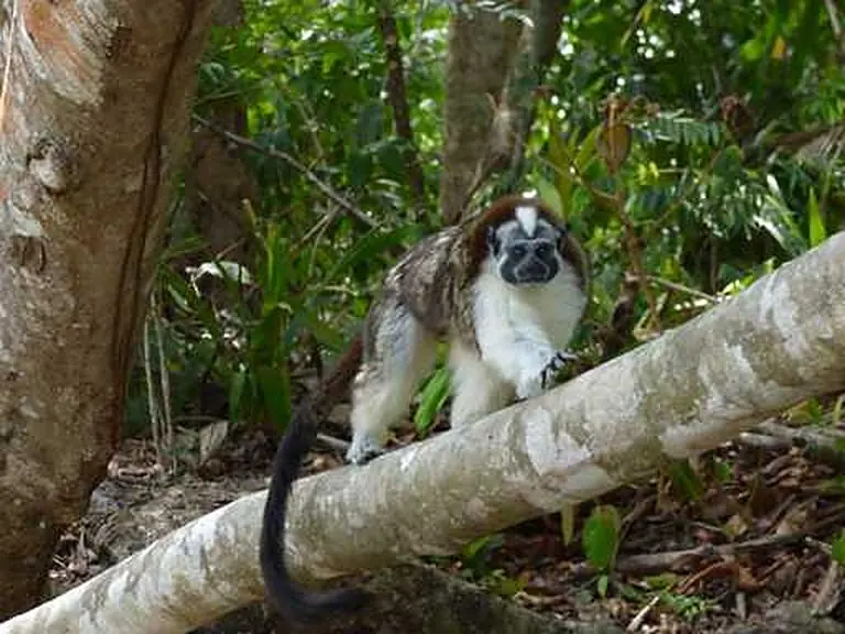 Monkeys
