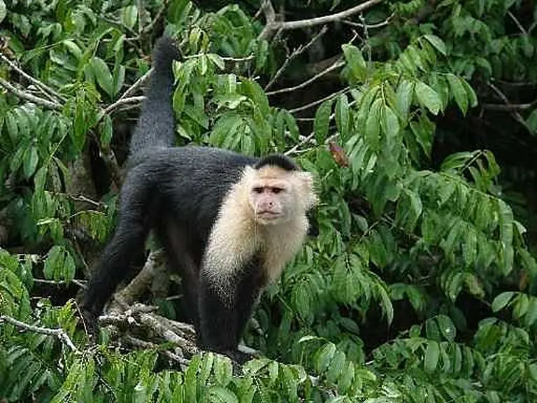 Monkeys