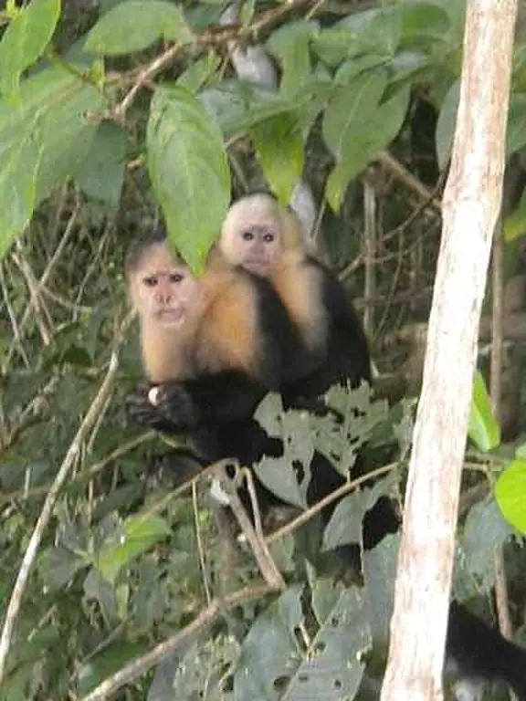 Monkeys
