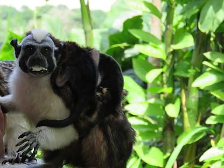 Monkeys