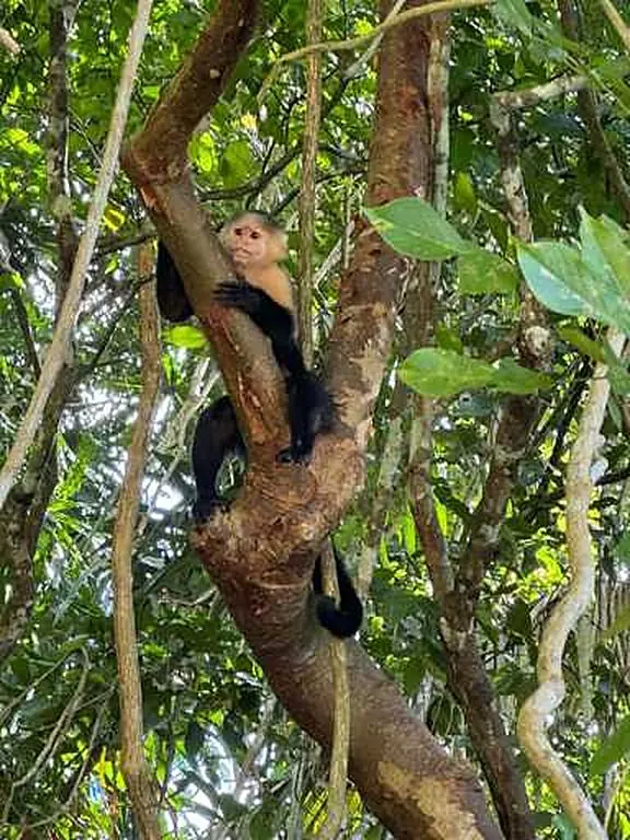 Monkeys