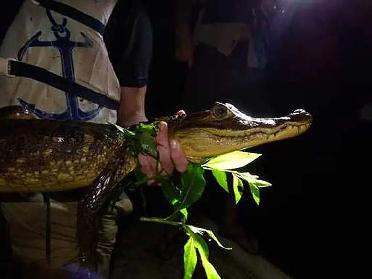 Night safari