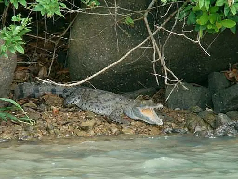 Crocodiles, iguanas & frogs