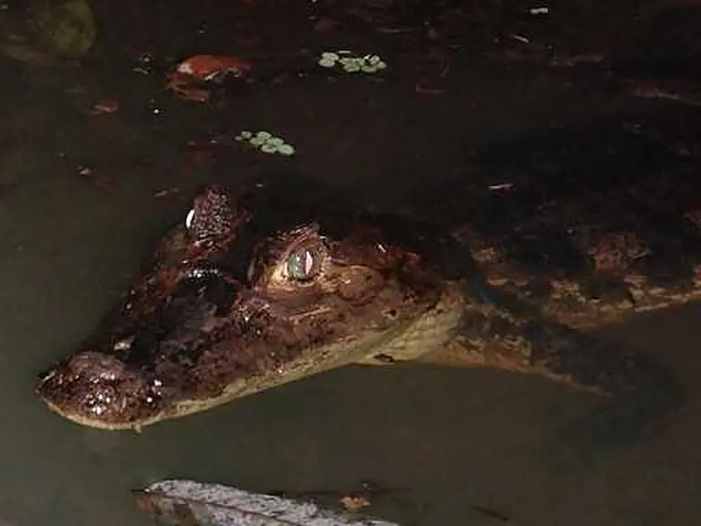 Crocodiles, iguanas & frogs