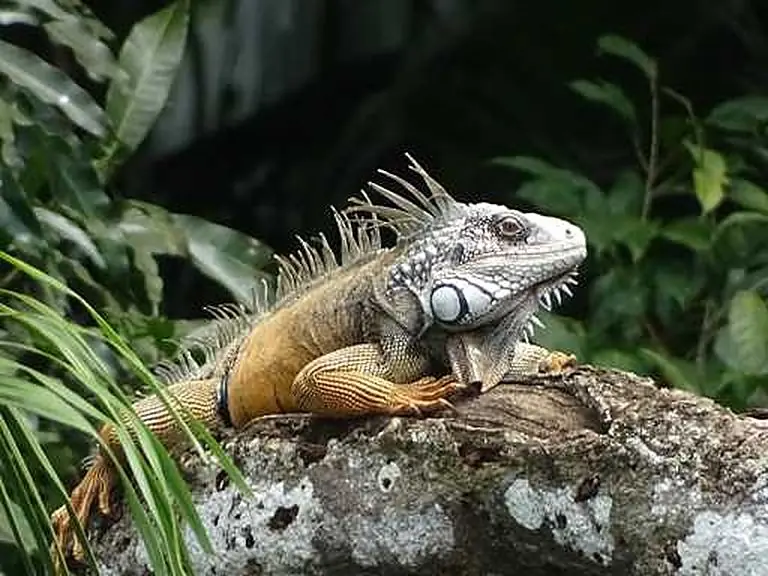 Crocodiles, iguanas & frogs