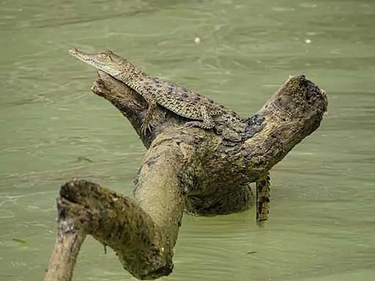 Crocodiles, iguanas & frogs