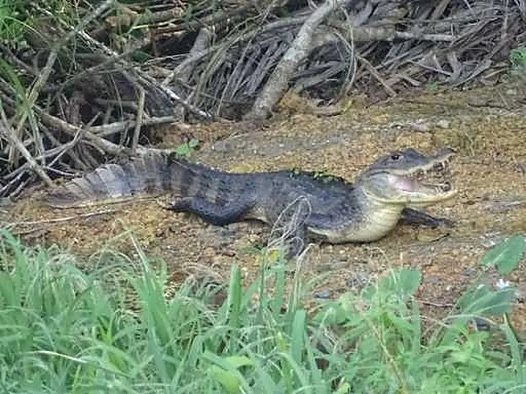 Crocodiles, iguanas & frogs
