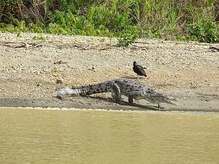 Crocodiles, iguanas & frogs