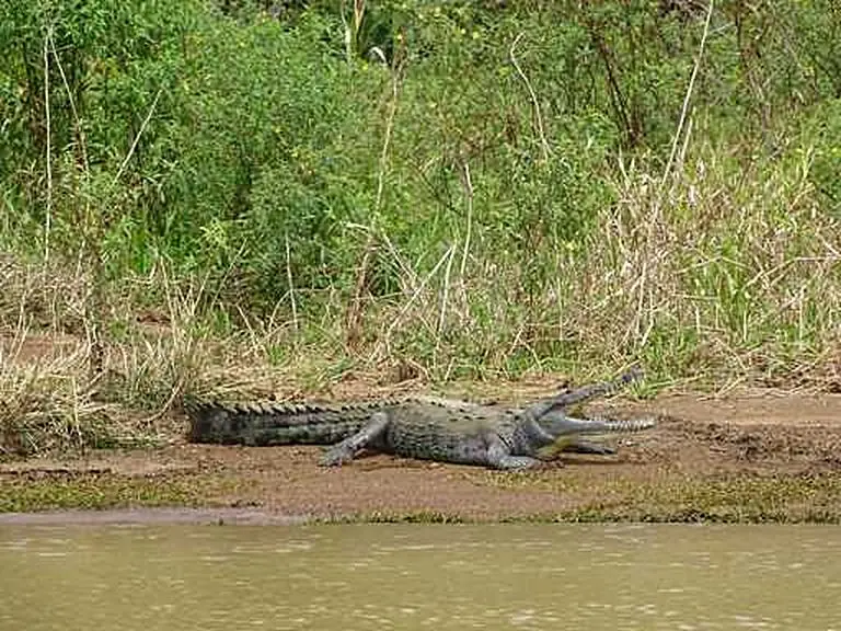 Crocodiles, iguanas & frogs