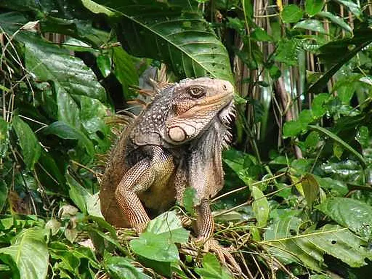 Crocodiles, iguanas & frogs