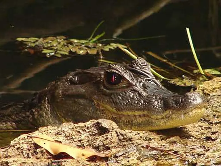 Crocodiles, iguanas & frogs