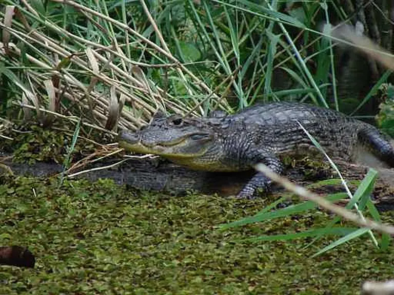 Crocodiles, iguanas & frogs