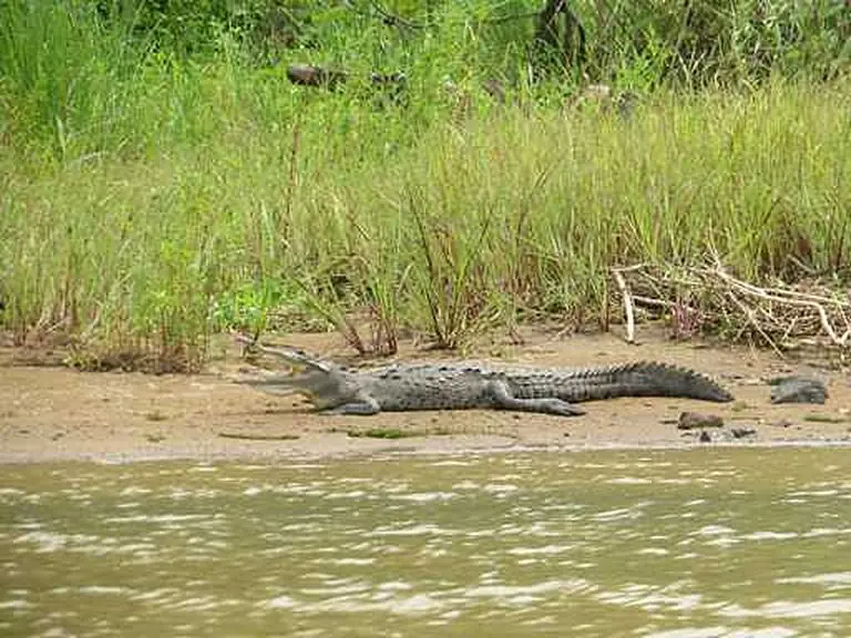 Crocodiles, iguanas & frogs