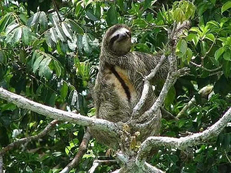 Sloths