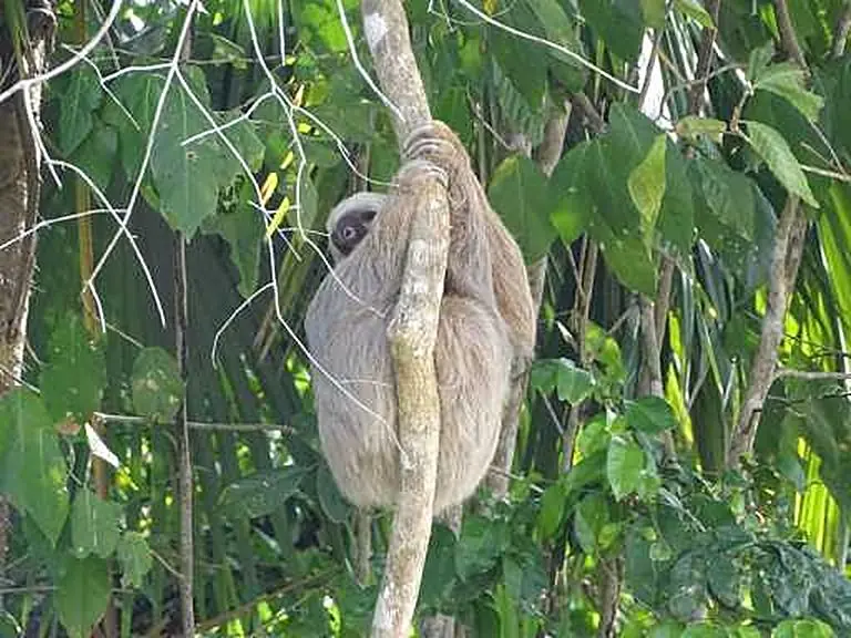 Sloths